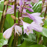 Hosta Invincible