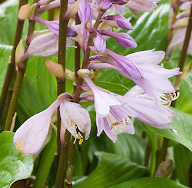 Hosta Invincible