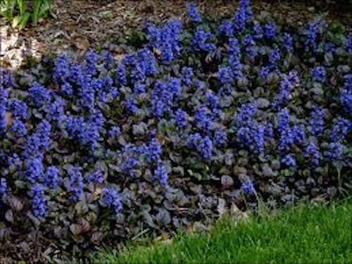 Ajuga reptans 'Black Scallop'
