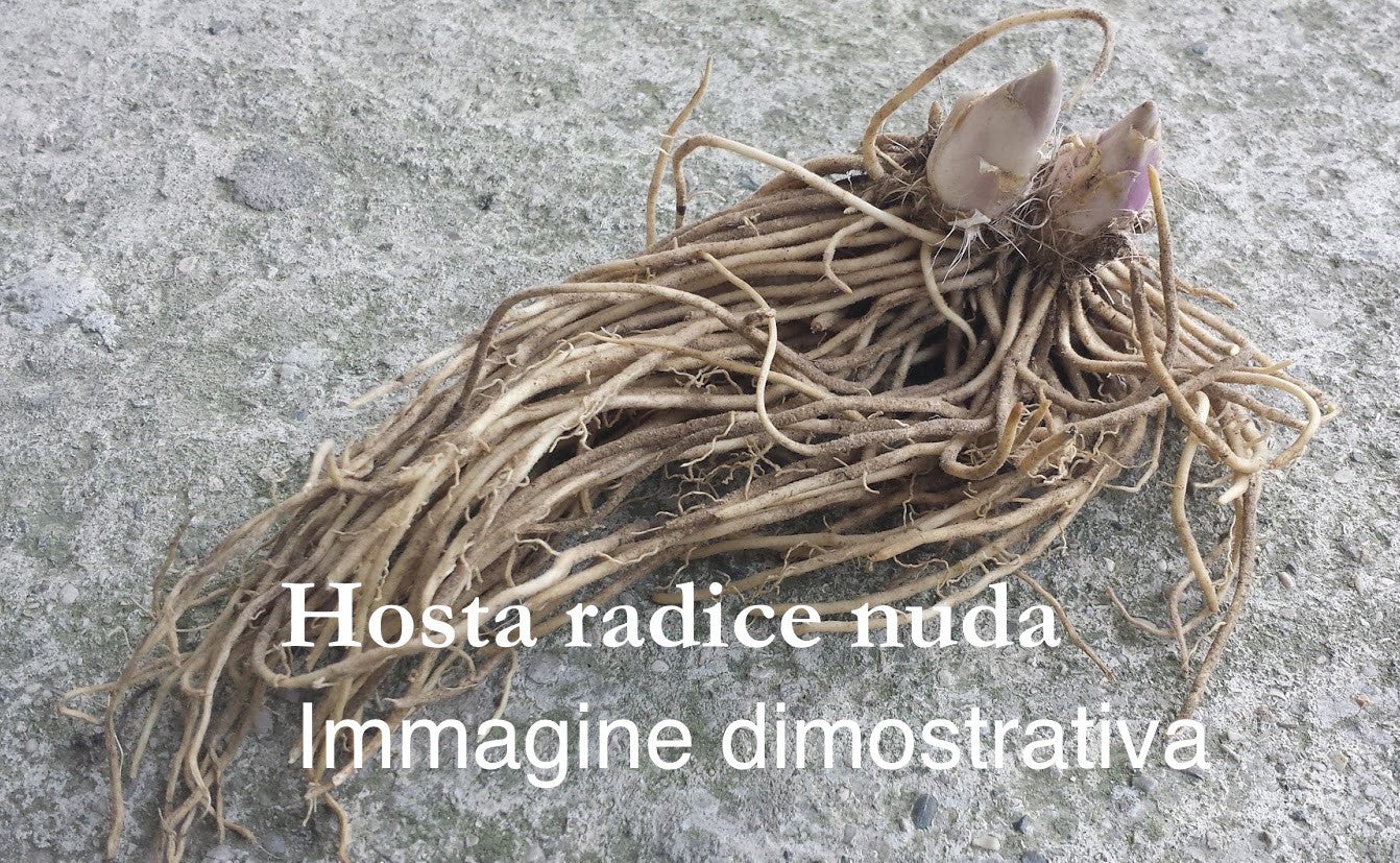 Hosta Wolverine