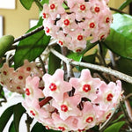 Hoya Carnosa compacta vaso 10
