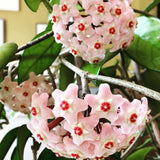 Hoya Carnosa compacta vaso 10
