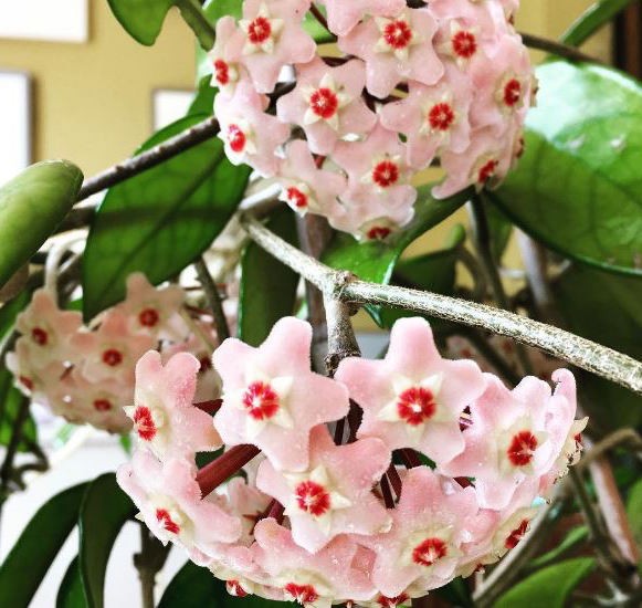 Hoya Carnosa compacta vaso 10