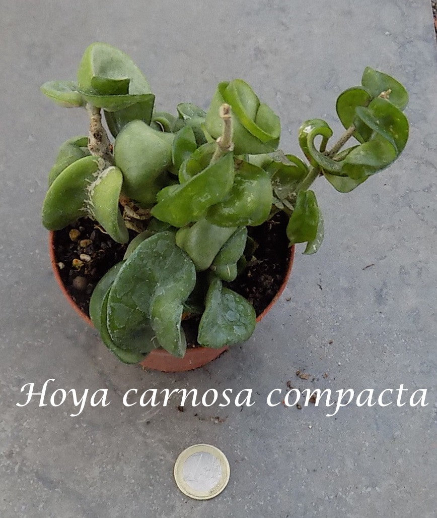 Hoya Carnosa compacta vaso 10