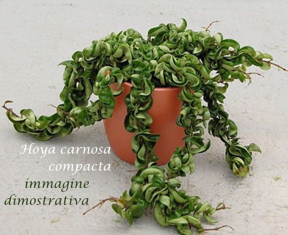 Hoya Carnosa compacta vaso 10