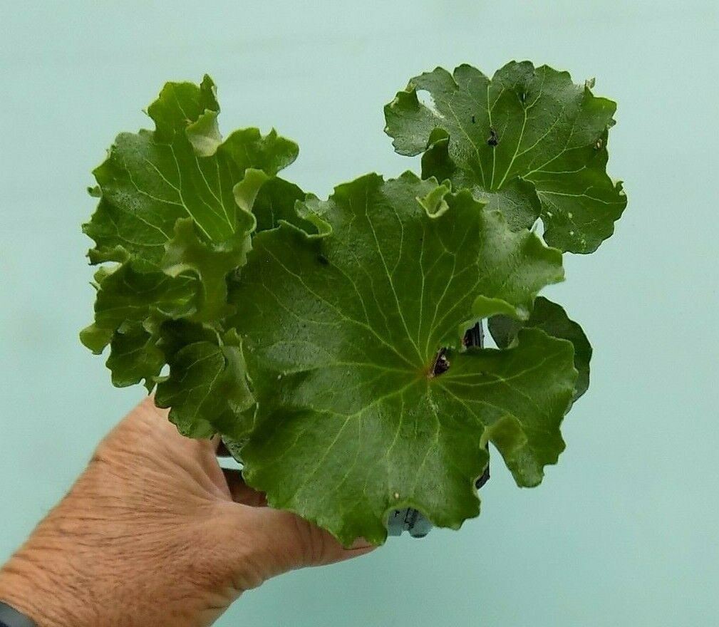 Farfugium Wavy Gravy ®