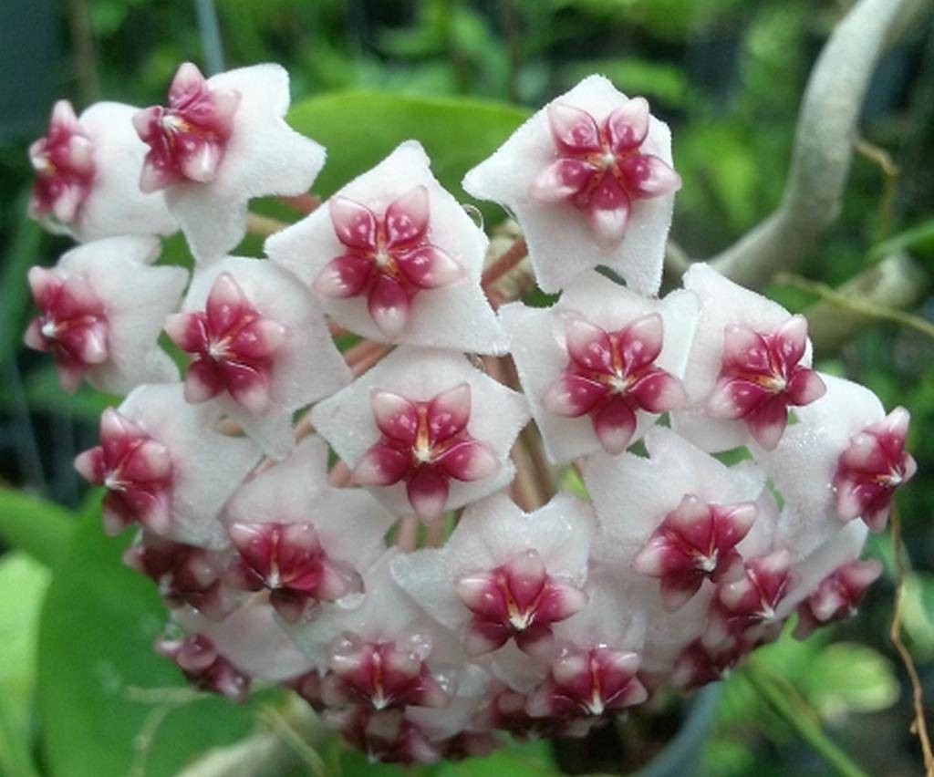 Hoya obovata