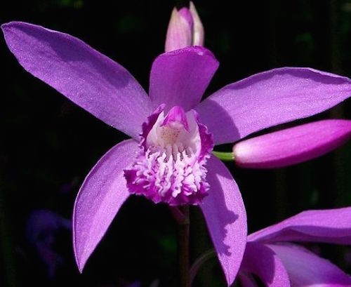 Bletilla striata