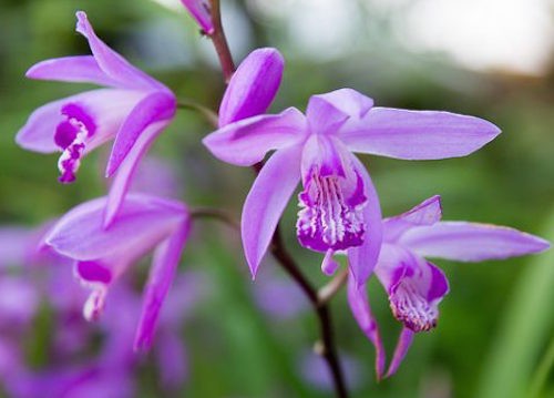 Bletilla striata