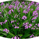 Bletilla striata