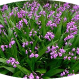 Bletilla striata