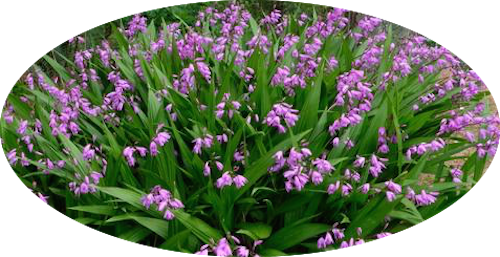 Bletilla striata