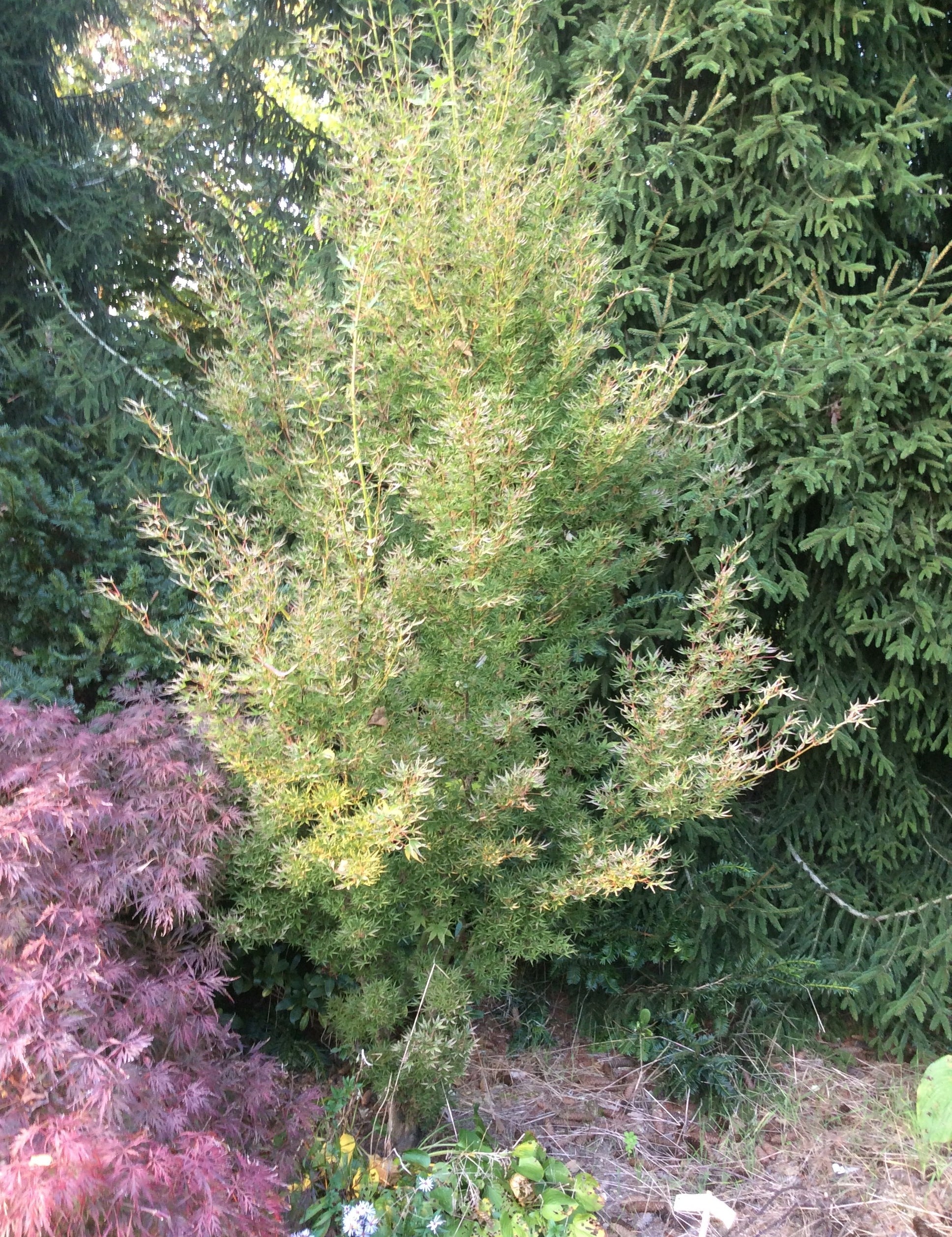 Acer Palmatum Okushimo