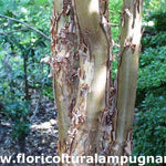 Acer griseum in vaso cm. 60/70