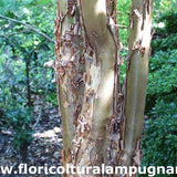 Acer griseum in vaso cm. 60/70