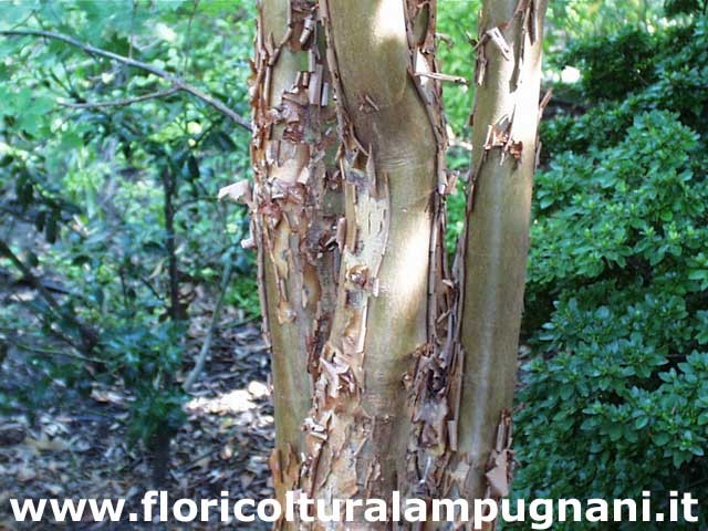 Acer griseum in vaso cm. 60/70