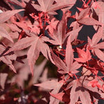 Acer palmatum iranian red vaso 19