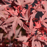 Acer palmatum iranian red vaso 19