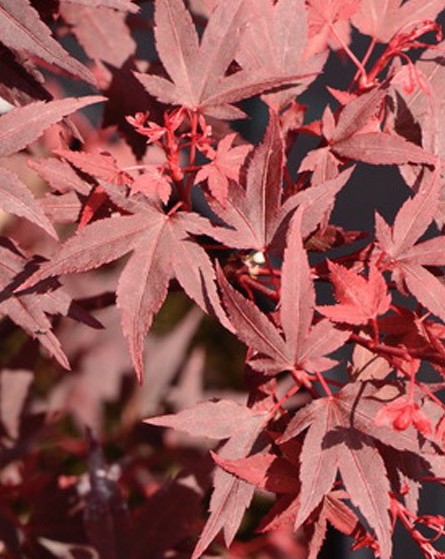 Acer palmatum iranian red vaso 19