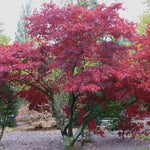 Acer palmatum iranian red vaso 19
