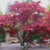 Acer palmatum iranian red vaso 19