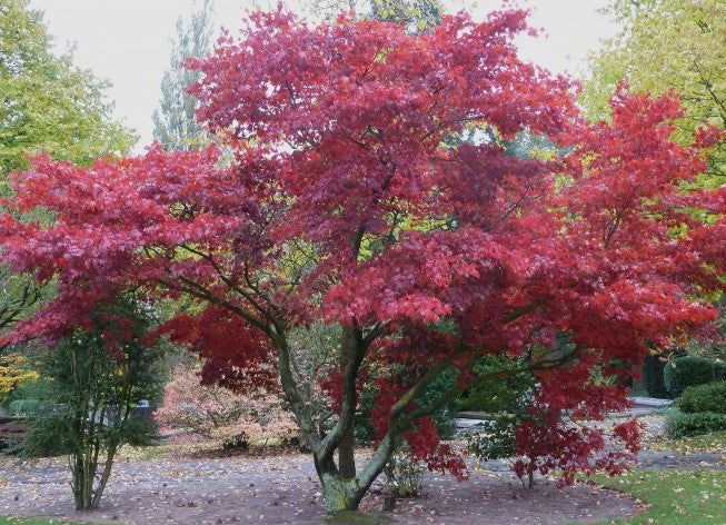 Acer palmatum iranian red vaso 19