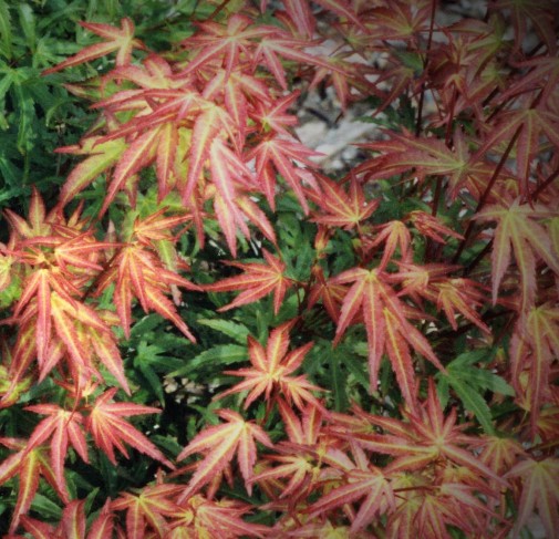 Acer palmatum Wilson's pink Dwarf cm. 80/100