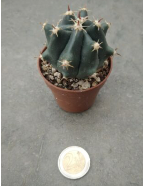 Ferocactus Brevispinus