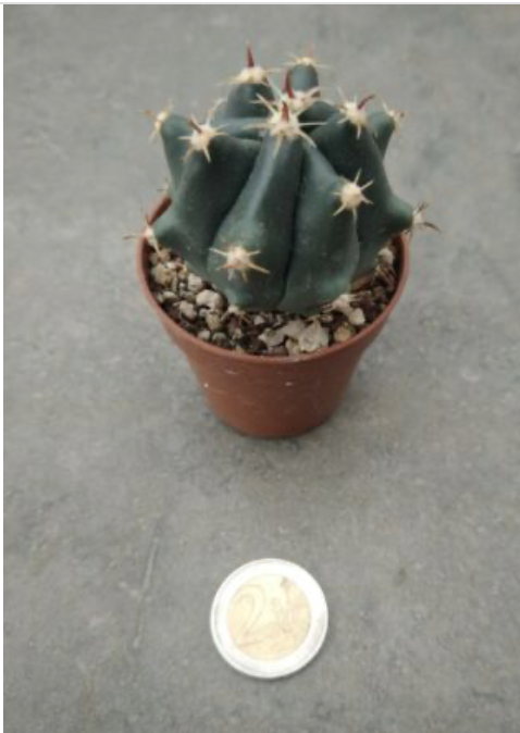 Ferocactus Brevispinus