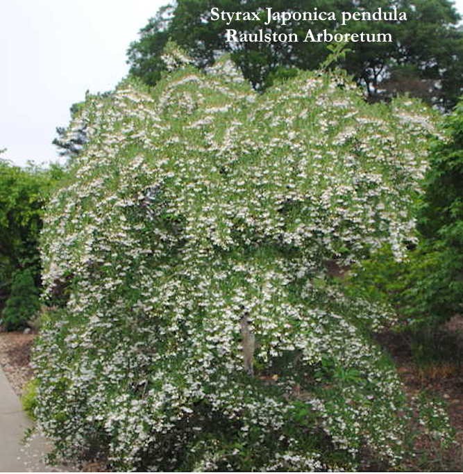Styrax japonica pendula