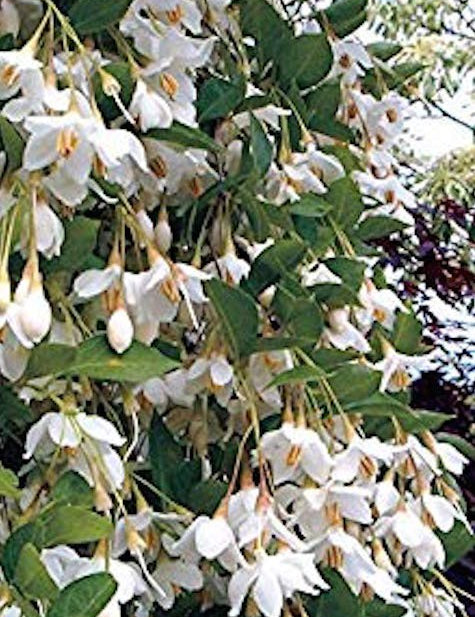 Styrax japonica pendula