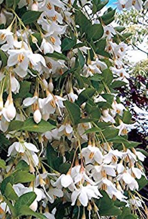 Styrax japonica pendula