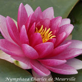 Nymphaea Charles De Meurville Red Lily ( Profondità 30/70 cm.)