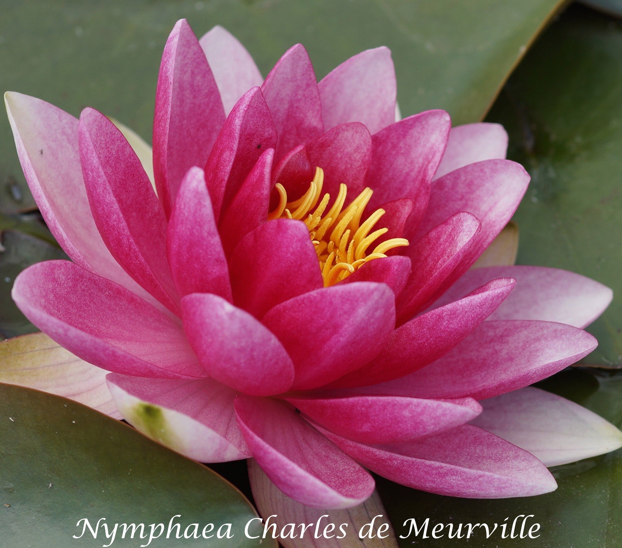 Nymphaea Charles De Meurville Red Lily ( Profondità 30/70 cm.)
