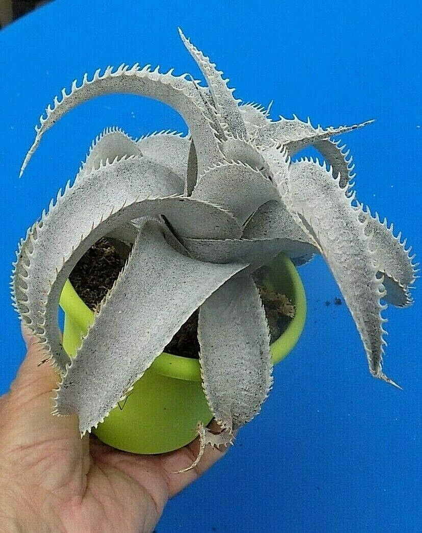 Dyckia marnier Lapostolei cm.20