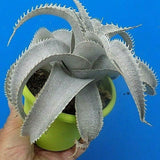Dyckia marnier Lapostolei cm.20