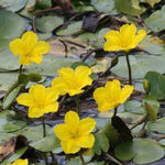 'Nymphoides Peltata' galleggiante ossigenante