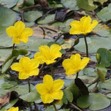 'Nymphoides Peltata' galleggiante ossigenante