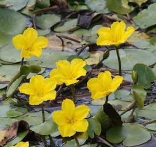 'Nymphoides Peltata' galleggiante ossigenante