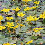 'Nymphoides Peltata' galleggiante ossigenante