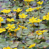 'Nymphoides Peltata' galleggiante ossigenante