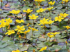 'Nymphoides Peltata' galleggiante ossigenante