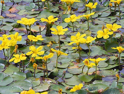 'Nymphoides Peltata' galleggiante ossigenante