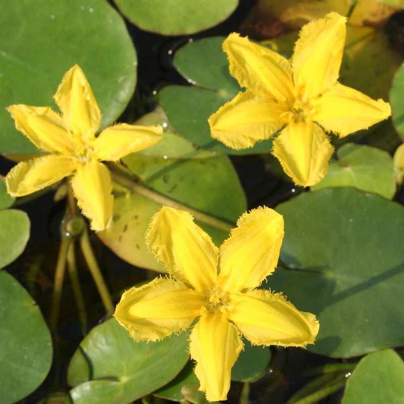 'Nymphoides Peltata' galleggiante ossigenante