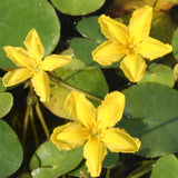 'Nymphoides Peltata' galleggiante ossigenante