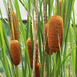 Typha lexmannii