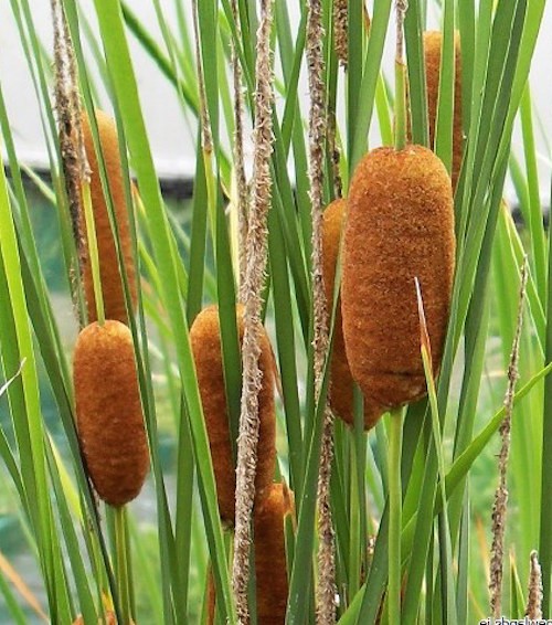 Typha lexmannii