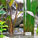 Typha lexmannii