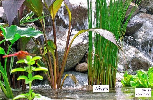 Typha lexmannii