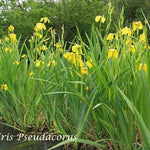 Iris pseudacorus (fitodepurante) Iris palustre da coltivare ad una profondità di 0/-10 cm di acqua